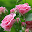 beautiful roses wallpapers Download on Windows