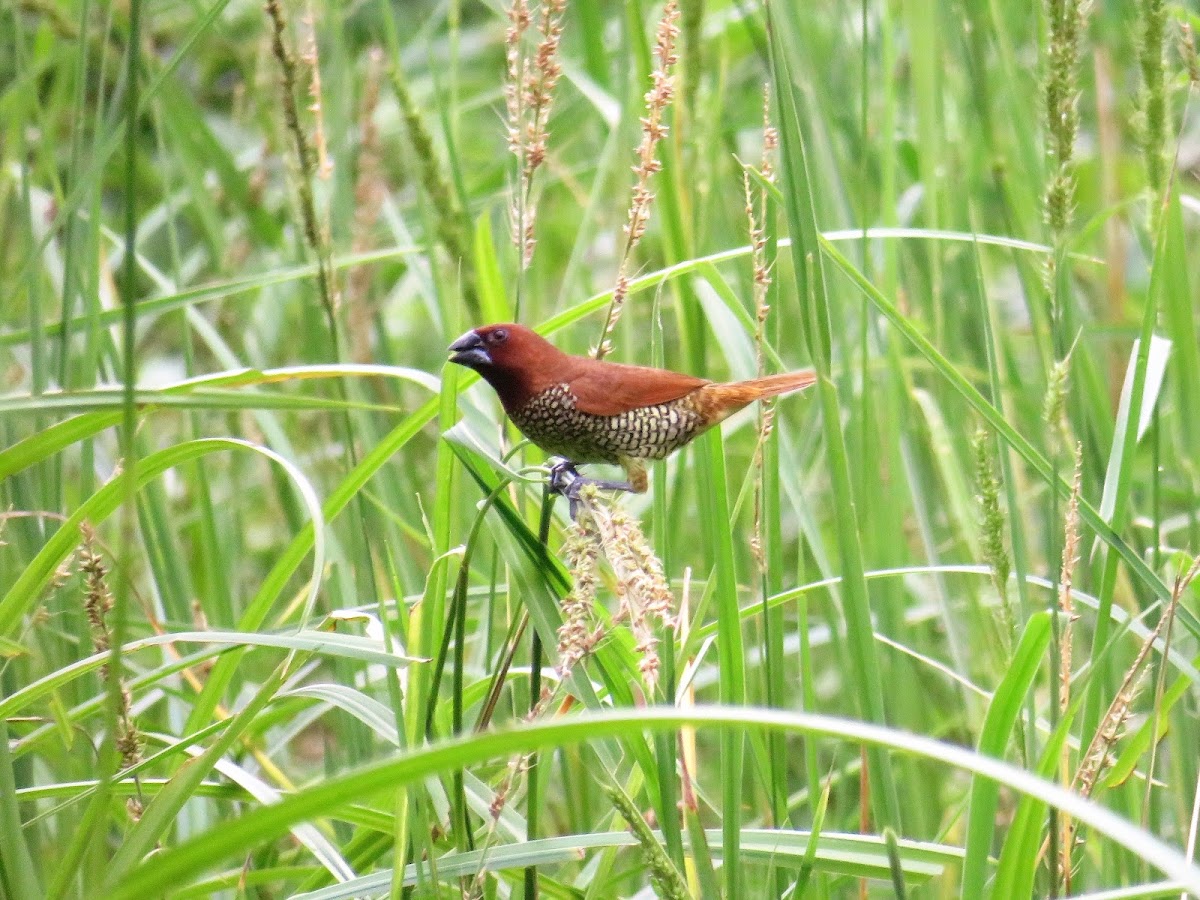 Scaly-breasted Munia