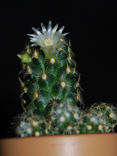 Floraison de cactus non identifié. CSC_0442