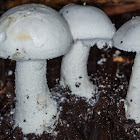 Amanita pagetodes