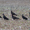 Turkey vulture