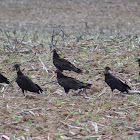 Turkey vulture