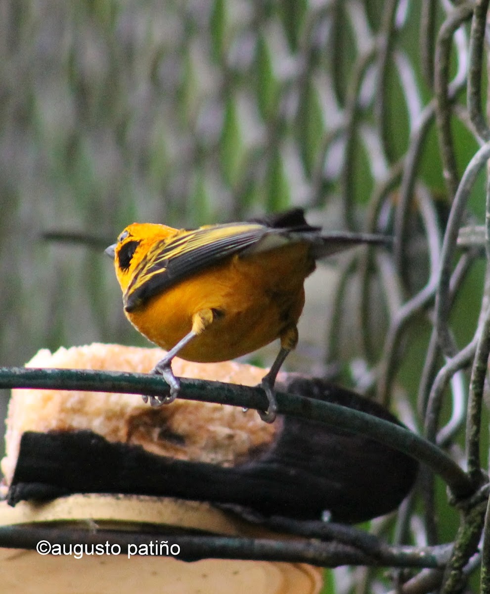 Tángara dorada - Golden tanager