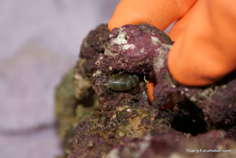 Stomatella varia (Stomatella Snail) DSC04450