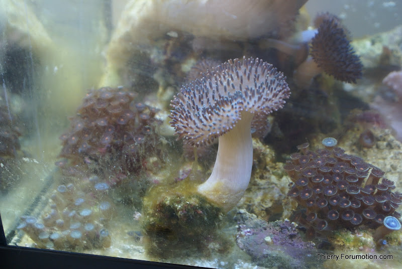 Zoanthus sp. (Button Polyp) DSC04475