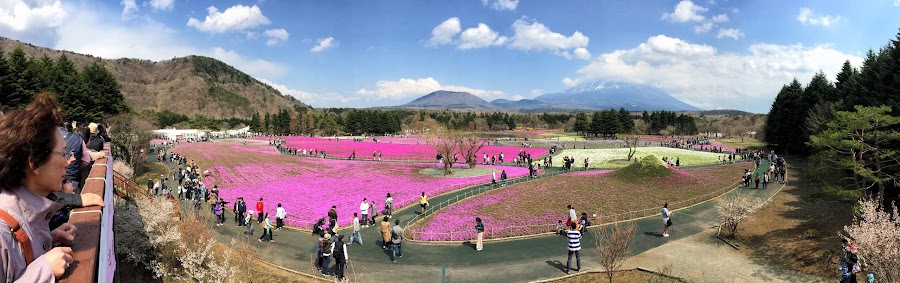 Fuji Shibazakura Festival