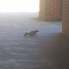 Eastern Gray Squirrel