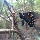 Pipevine Swallowtail