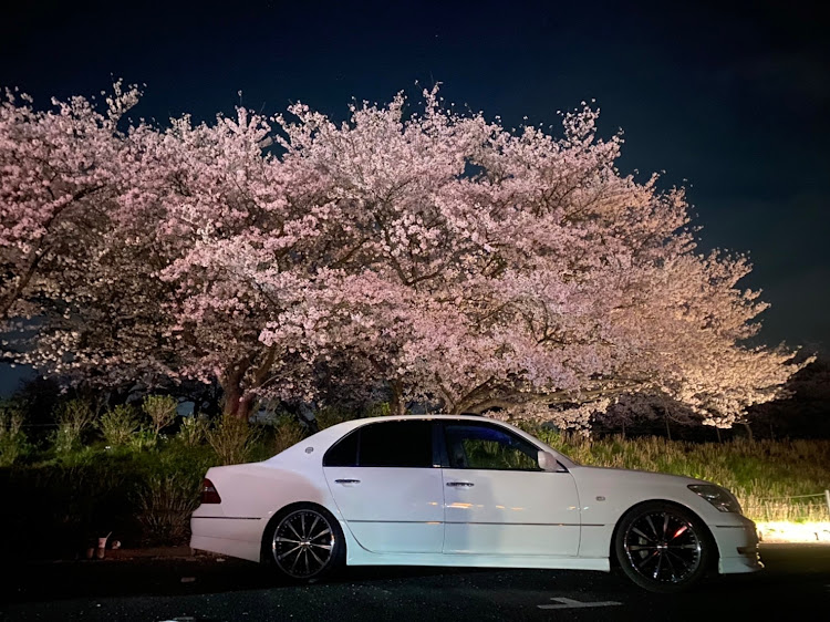 セルシオの桜とコラボ🌸・サクラと愛車・夜桜・幸手権現堂に関するカスタム事例の投稿画像4枚目