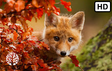 Red Fox HD Wallpapers New Tab small promo image