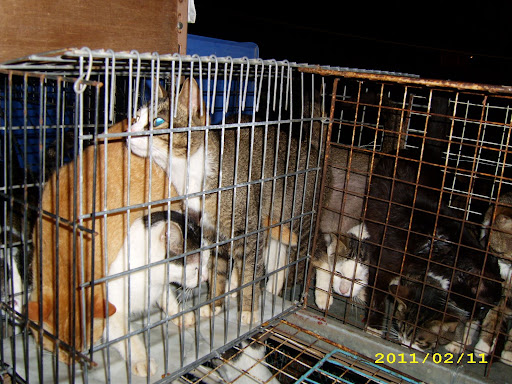 Mr Ho and the desex cat