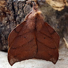 Lappet Moth