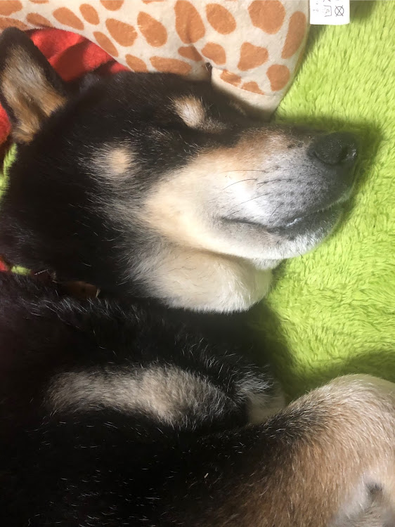 ステラの愛犬に関するカスタム事例の投稿画像3枚目