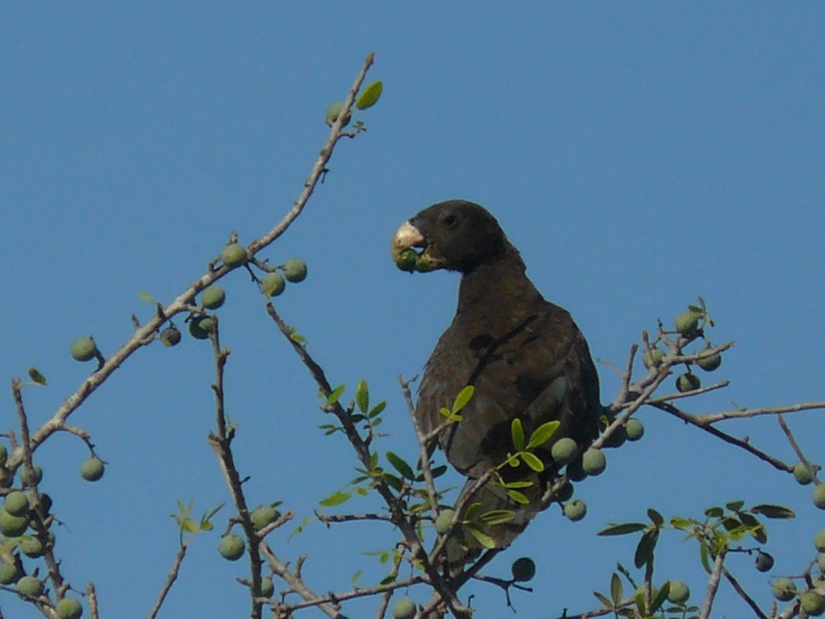 Lesser Vasa Parrot