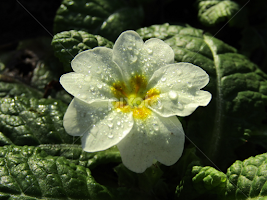 Primula vulgaris by Mario Medelete -  