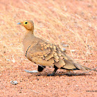 Chestnut-bellied sandgrouse / கல் கவுதாரி (kal kowthari)