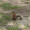 Fox Squirrel