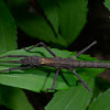 Stick Insect, Phasmid