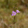 Purple False Foxglove