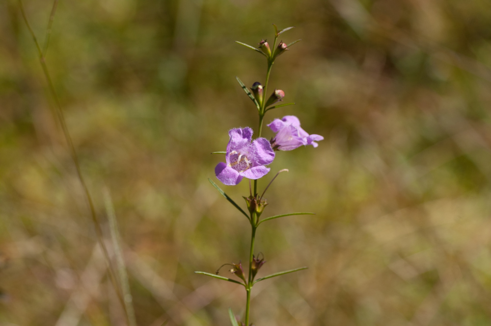 Purple False Foxglove