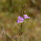 Purple False Foxglove