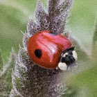 Two-spot Ladybird