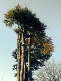 Mature Beech tree Dismantle in Sevenoaks album cover