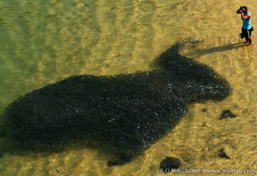 strange fish in japan after tsunami. After Japan#39;s Tsunami