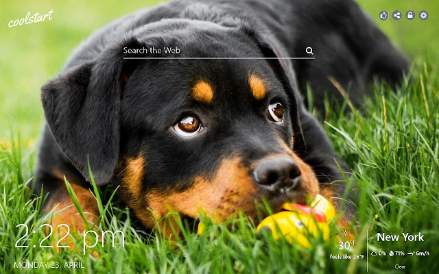 Rottweiler HD Wallpapers Dogs N Puppies Theme