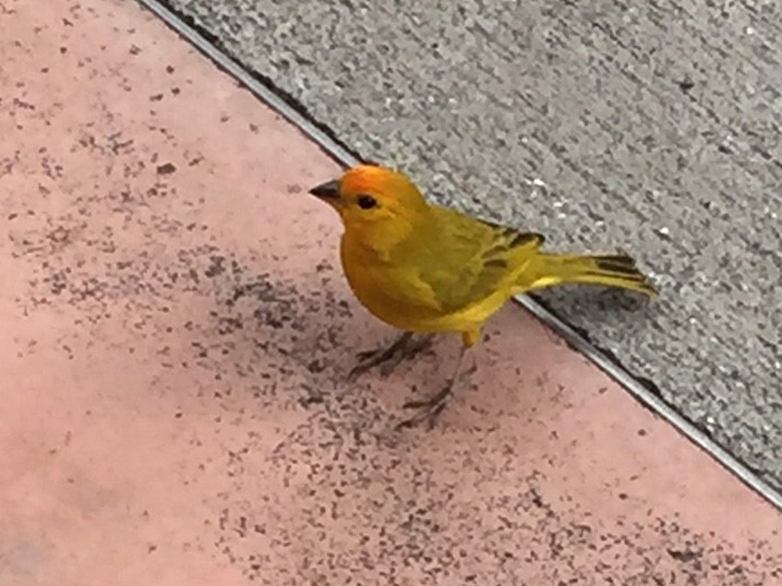 Saffron Finch