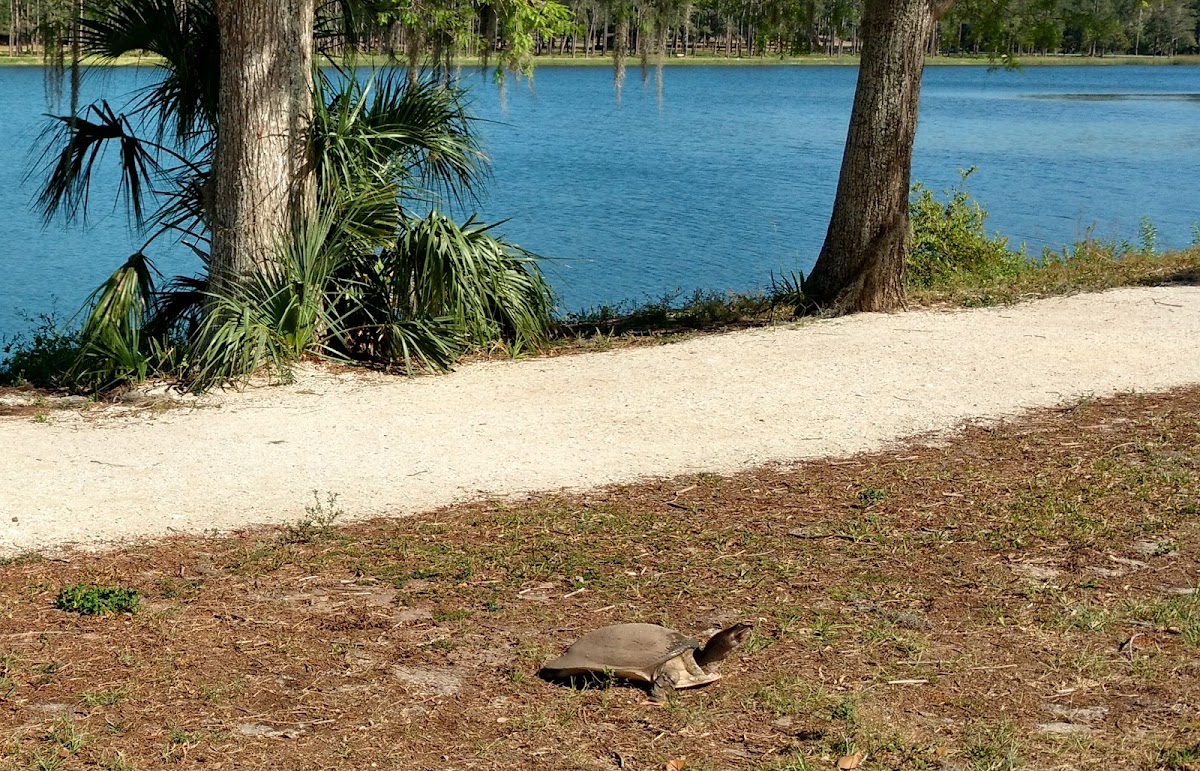 Florida softshell turtle