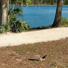 Florida softshell turtle