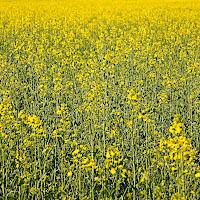 Campo giallo di 