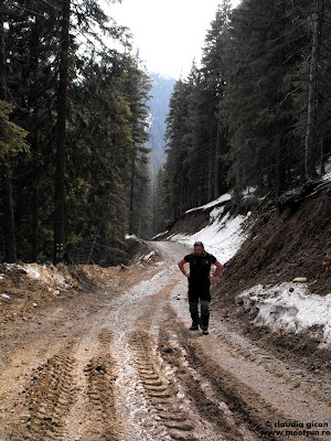 pe forestier spre Cabana Ciucas