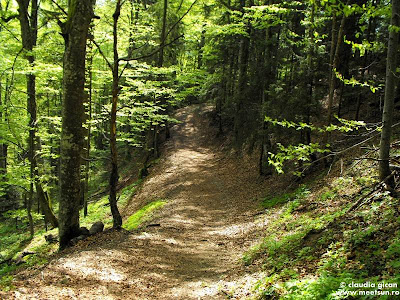 Bucegi064 Stâng-drept-stâng prin pădurile Bucegilor