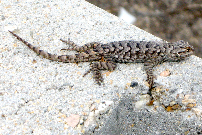 Western Fence Lizard