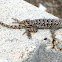 Western Fence Lizard