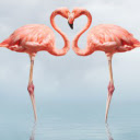 Flamingo New Tab & Wallpapers Collection