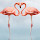 Flamingo New Tab & Wallpapers Collection