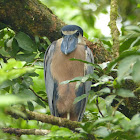 Boat-billed heron