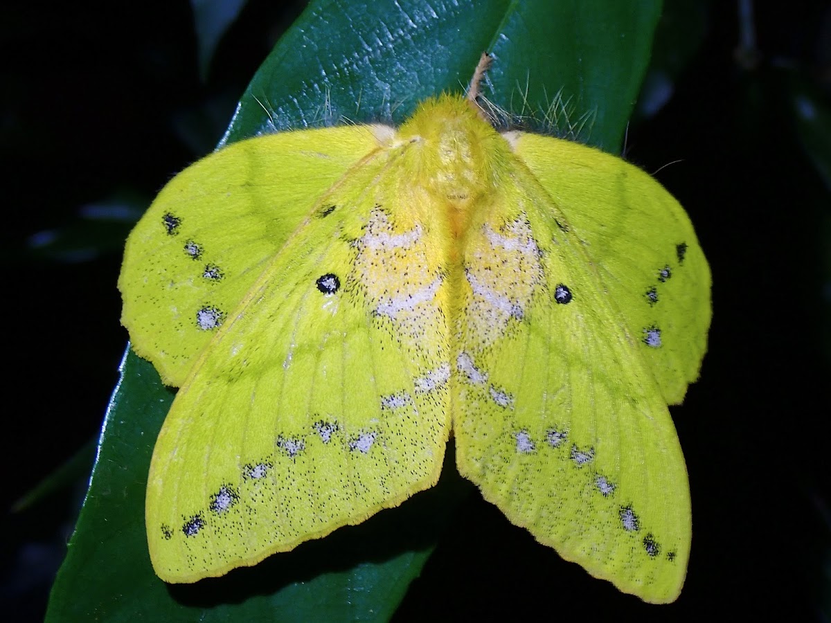 Lappet Moth