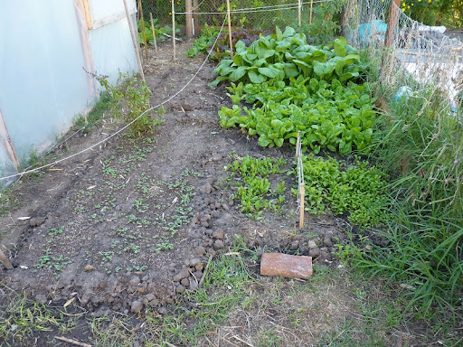 HORGANICA HORGANICA