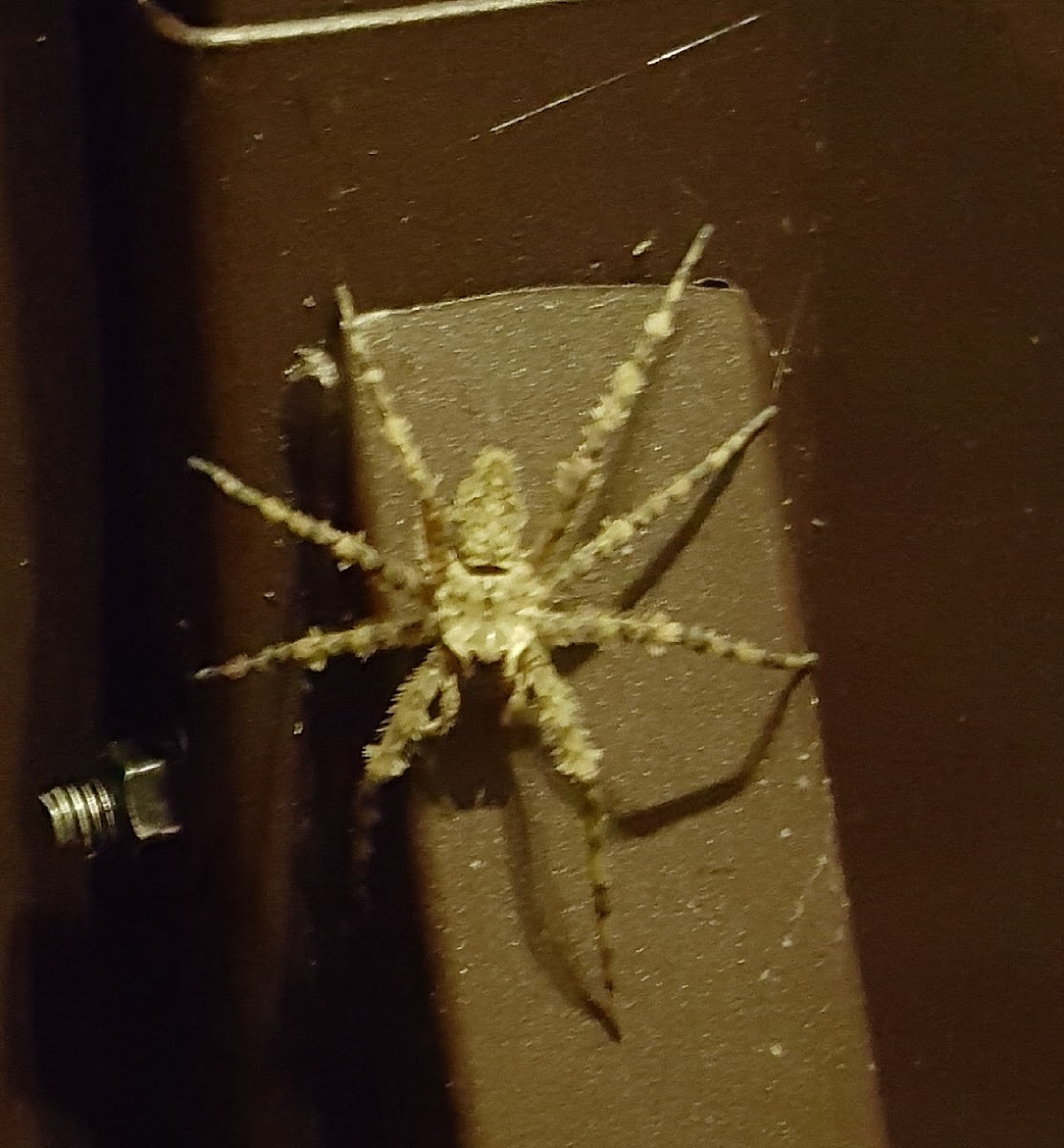 White-banded Fishing Spider