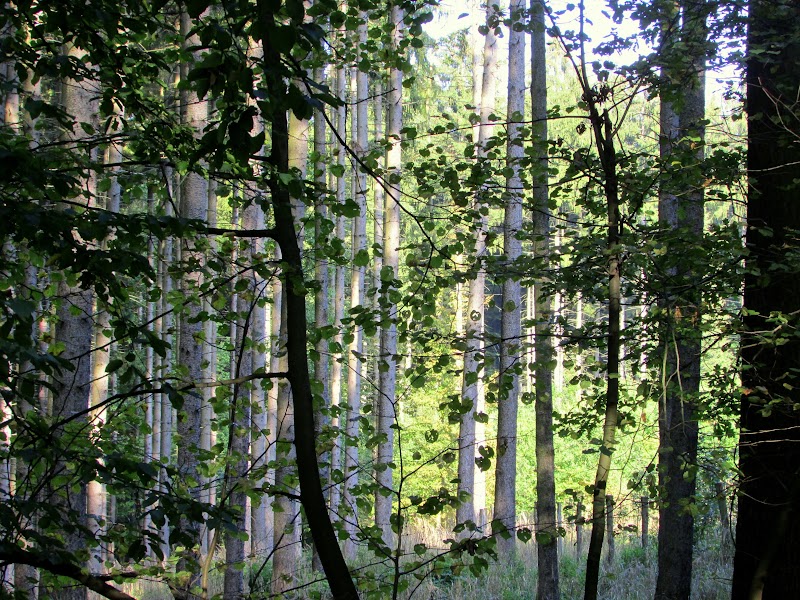 El Parque Natural de Litovelske Pomoravi - 'ENAMORAVIO' DE MORAVIA AUNQUE AL MUNDO LE DE RABIA (7)