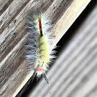 Whitemarked Tussock Moth Caterpillar