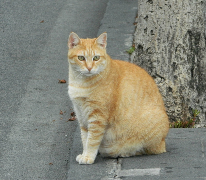 Sguardo felino di salvatorepiricomelsweep