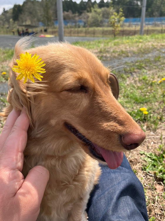 BRZの愛犬とドライブ・ナイトクルーズ・ゴールデンウィーク・スターリングメタリックシルバー・別れは突然にに関するカスタム事例の投稿画像3枚目