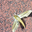 Tersa Sphinx Moth