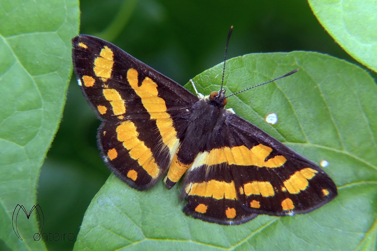 Synargis butterfly