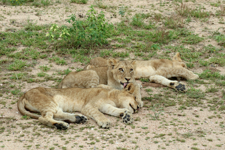 Young lions catching a late afternoon snooze. Picture: SANET OBERHOLZER